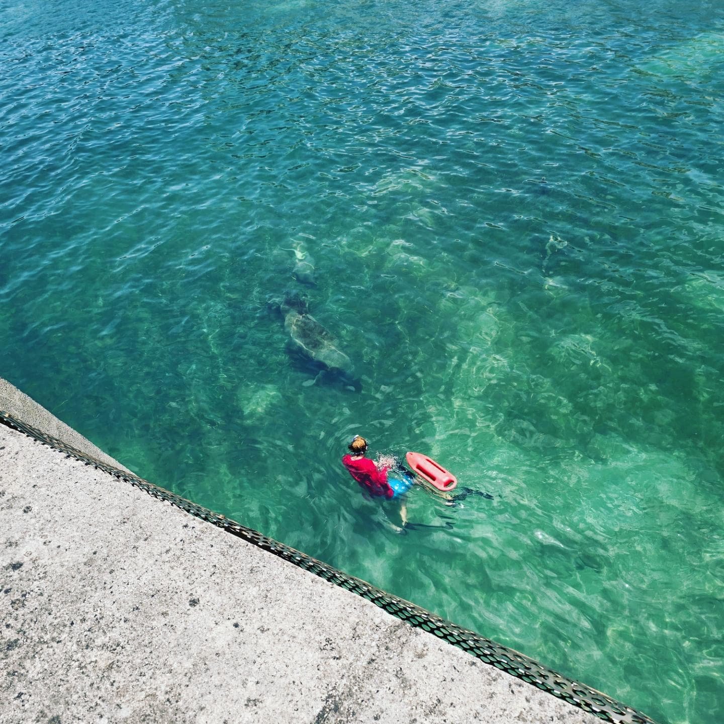 Manatee Sighting in Clear Waters with Swimmer in San Juan